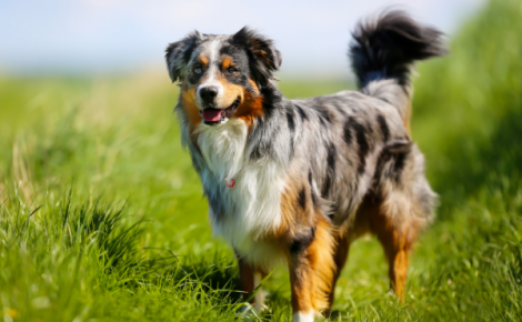 Rassehunde-Ausstellung