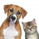 Internationale Edelkatzen-Ausstellung 